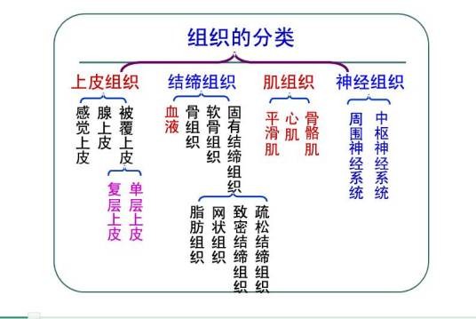 人体四大组织