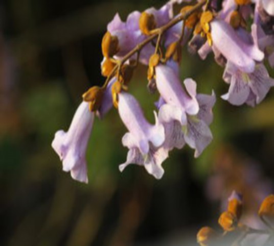 泡桐花（中药材）