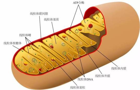 线粒体DNA（线粒体中的遗传物质）