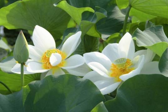 白莲（睡莲科莲属植物）