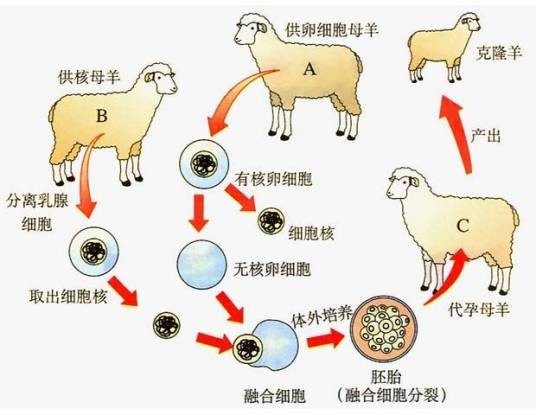 克隆技术