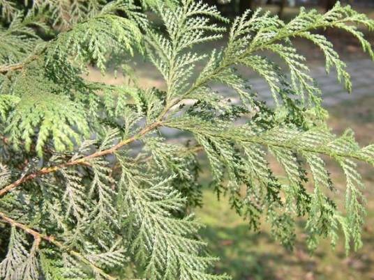 杜松（柏科刺柏属植物）