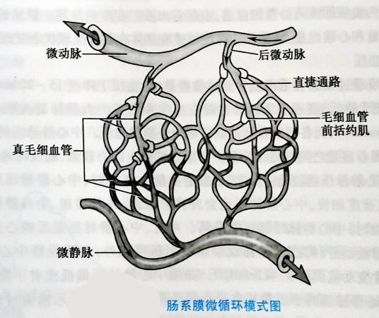 微循环