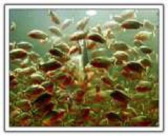 水虎鱼（硬骨鱼纲动物）