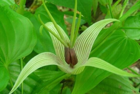 百部(百部科百部属植物)