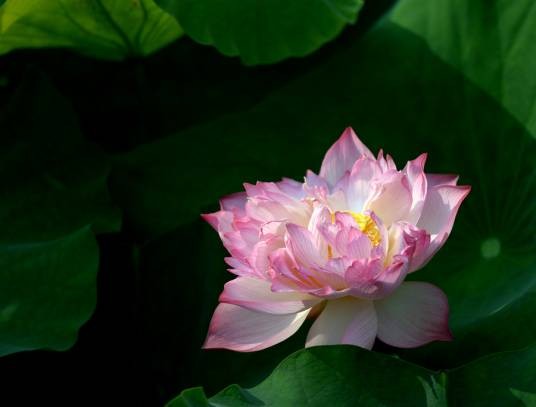 水芙蓉（莲科莲属植物）