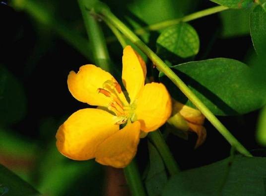 决明(豆科决明属植物)