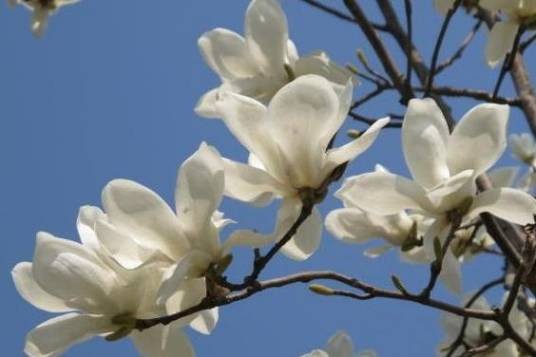 上海市市花