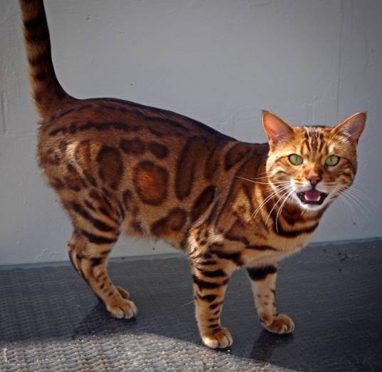 孟加拉猫