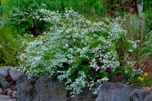 绣线菊（蔷薇科绣线菊属植物）