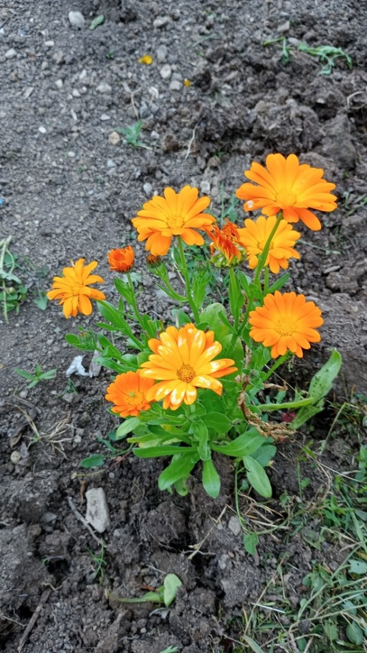 金盏花(菊科金盏花属植物)