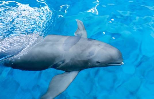 海猪(鼠海豚科海猪属动物)