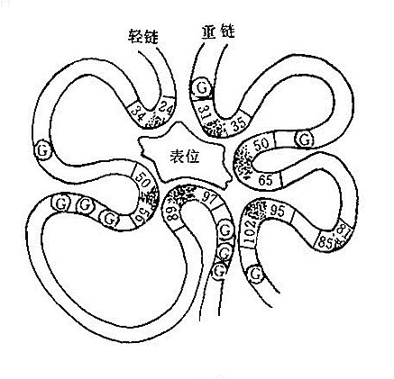 抗原决定簇