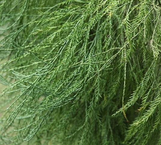 水松（柏科水松属植物）
