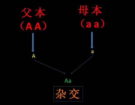 杂交