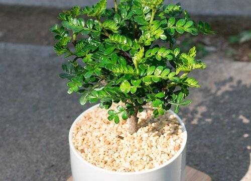 胡椒木