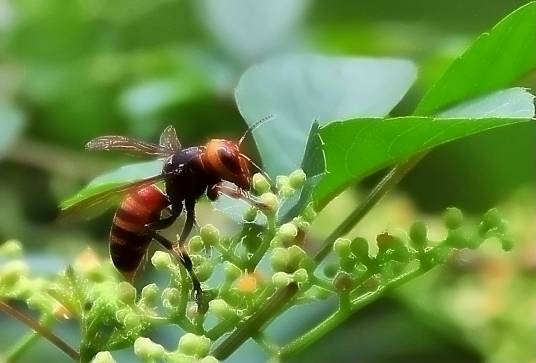 胡蜂（昆虫纲动物）