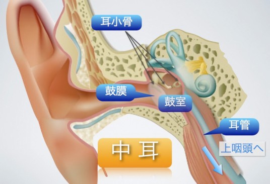 中耳