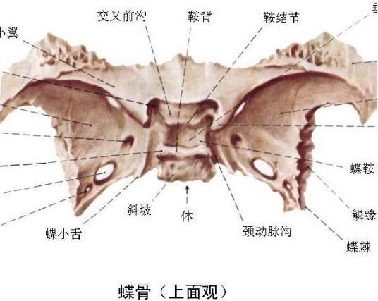 蝶骨