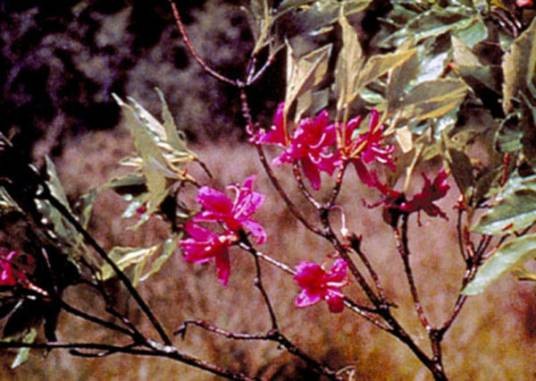 满山红（杜鹃花科杜鹃属植物）