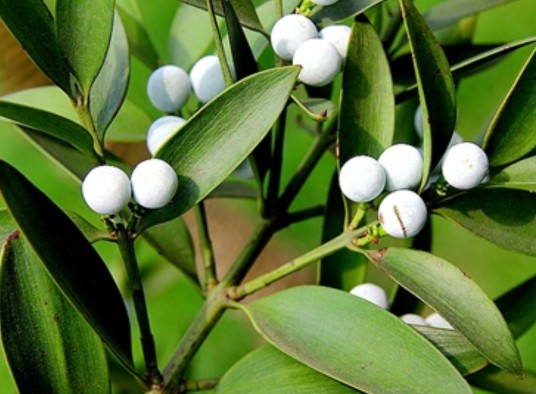 竹柏(罗汉松科竹柏属植物)