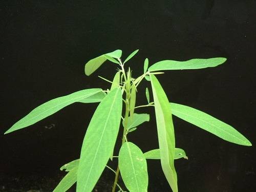 舞草(豆科舞草属植物)