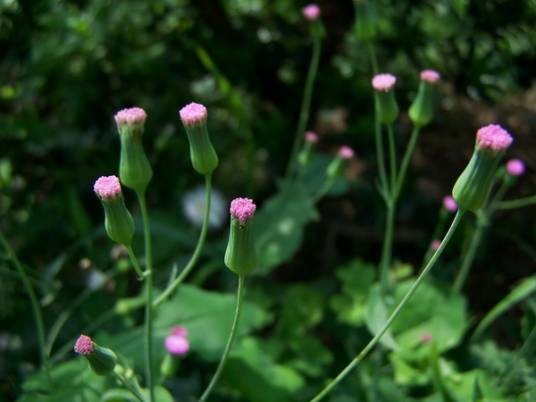 一点红(菊科一点红属植物)
