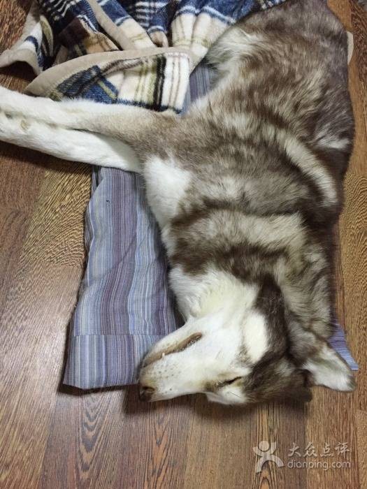 宠物火化
