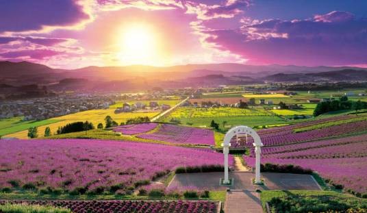 薰衣草庄园（多元化薰衣草主题景区）