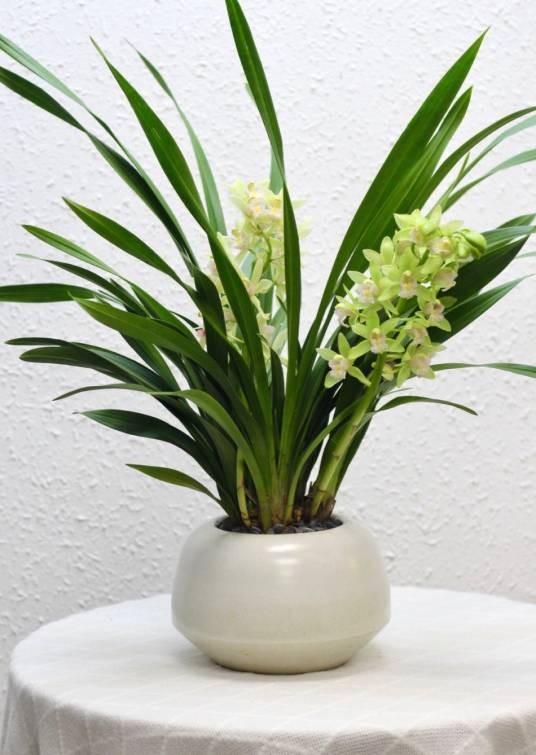 香兰（兰科香兰属植物）