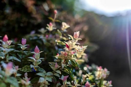 花叶络石