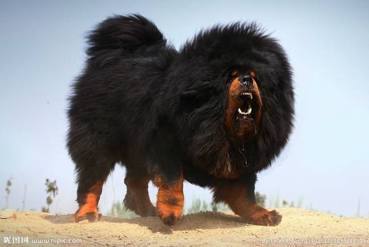 獒犬（食肉目犬科动物）