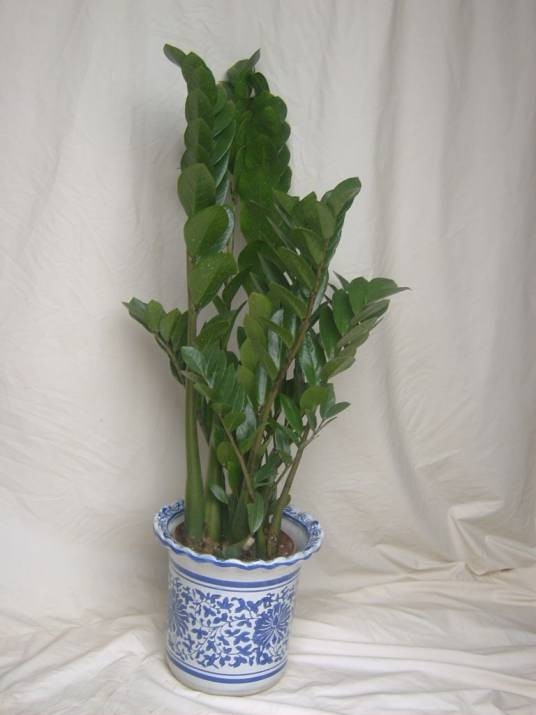 室内观赏植物（室内专门培养来供观赏的植物）