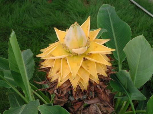 地涌金莲(芭蕉科地涌金莲属植物)