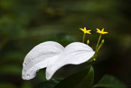 白纸扇（茜草目茜草科植物）