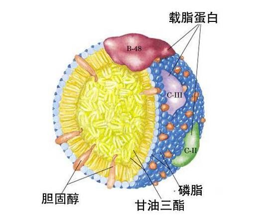 载脂蛋白E