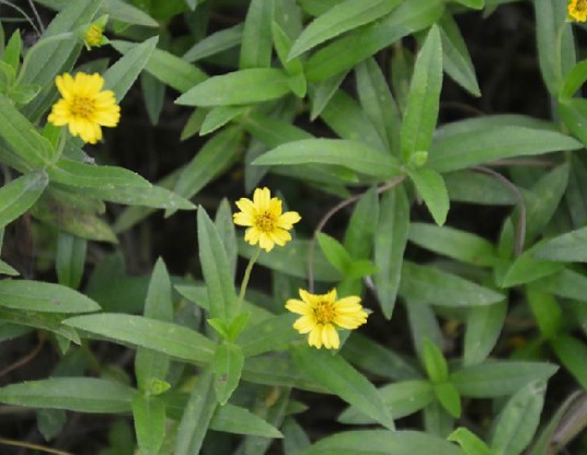 蟛蜞菊（中药名）