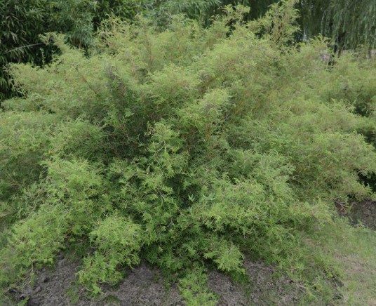 观音竹(禾本科簕竹属植物)
