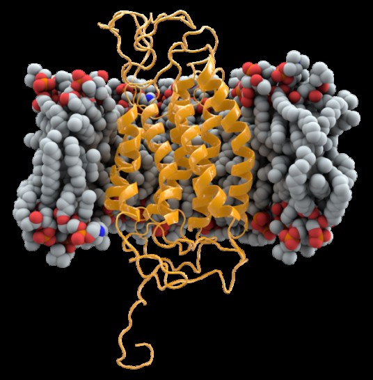 CCR5