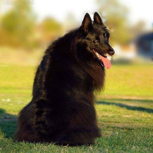 比利时牧羊犬