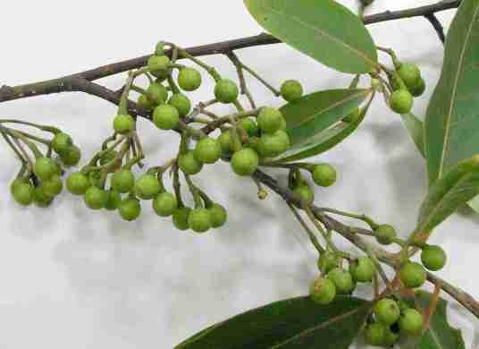山胡椒(樟科山胡椒属植物)