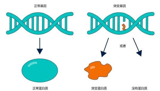 突变（生物学名词）