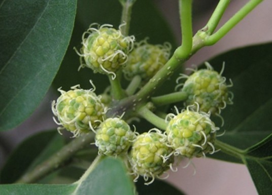 柘（桑科橙桑属植物）