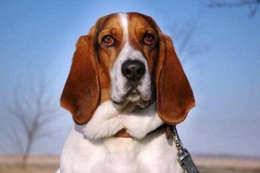 巴吉度犬