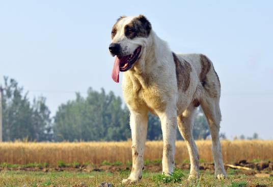 中亚牧羊犬