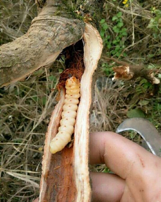 斗米虫