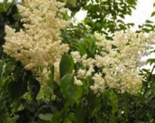 单花鹿茸草