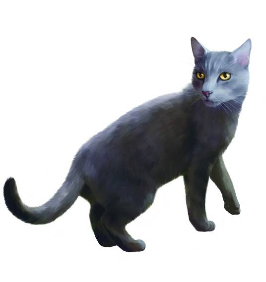 兰石（《猫王国》中人物）