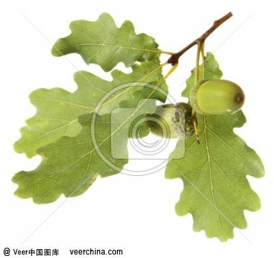 oak（英文单词）