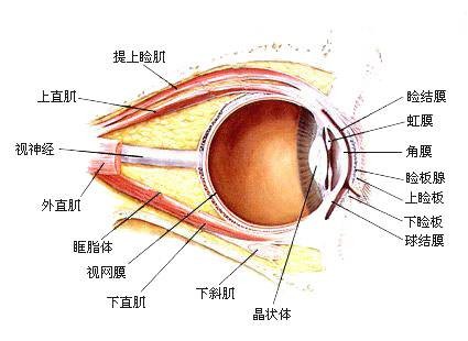眼睑（眼球前方的部位）